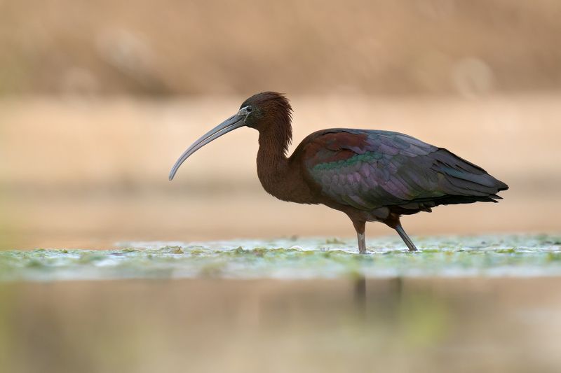 Plegadis falcinellusphoto preview