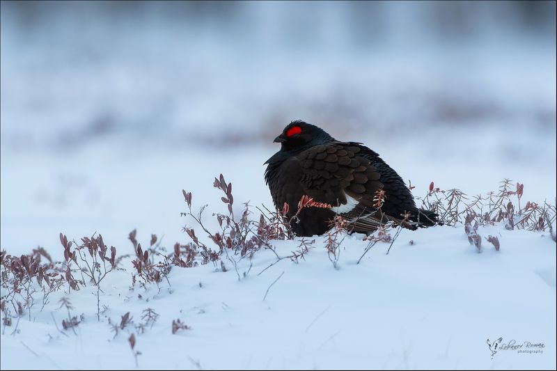 В ожидании весны ...photo preview