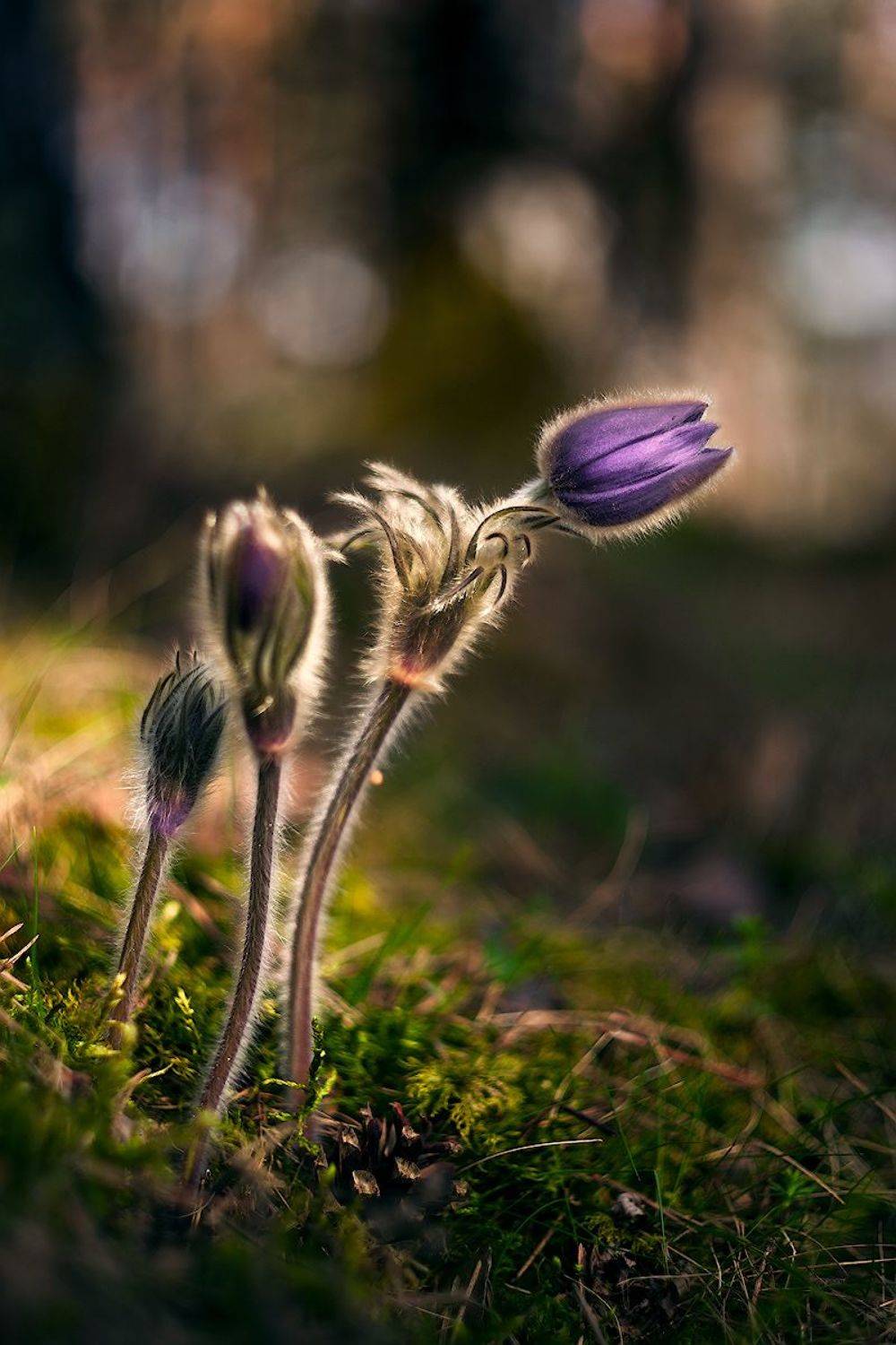 Прострел. Автор: Айвар Удрис сон-трава, прострел, весна, красота,, Айвар Удрис