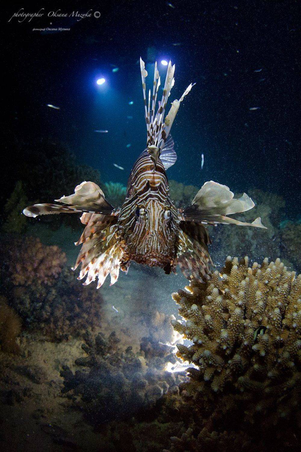 Вода, Кораллы, Красное море, Крылатка, Фонари, Оксана Музыка