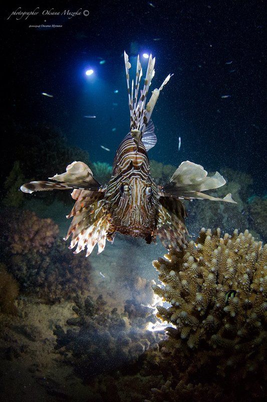 Вода, Кораллы, Красное море, Крылатка, Фонари Крылатая Крылаткаphoto preview