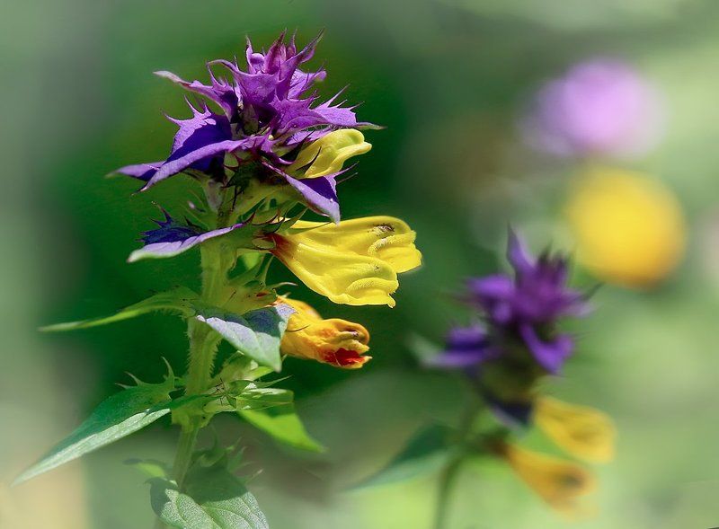 Иван-да-Марья, одна из скромных красавиц русского поляphoto preview