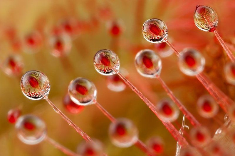 Росянкаphoto preview