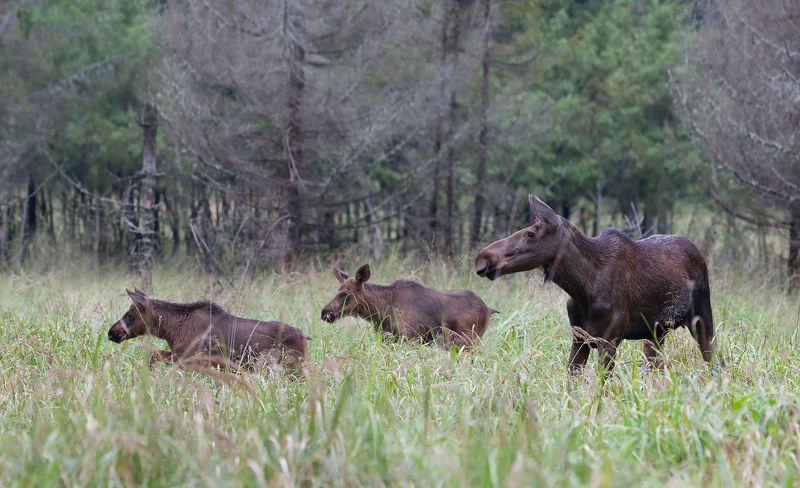Лосиха, Лосята Лосиха с лосятамиphoto preview