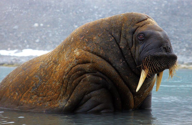 Norway, Svalbard, Walrus, Морж, Норвегия, Шпицберген Близкий контактphoto preview