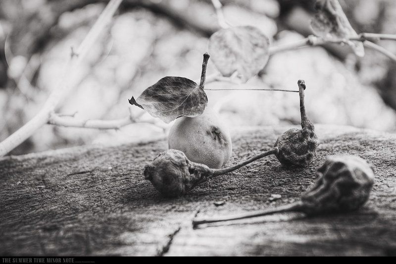 The summer time minor notephoto preview