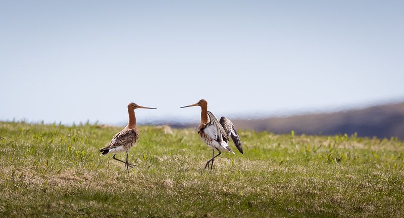 в ненашекрымских степях...photo preview