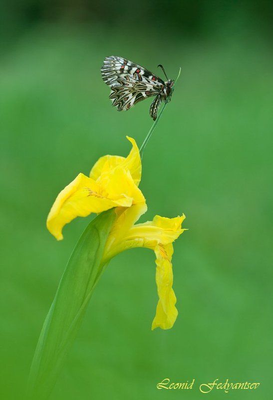 Полли и касатикphoto preview