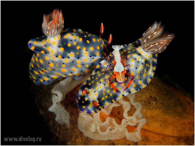 Бали, Голожаберник, Дайвинг, Креветка, Макро Моментphoto preview