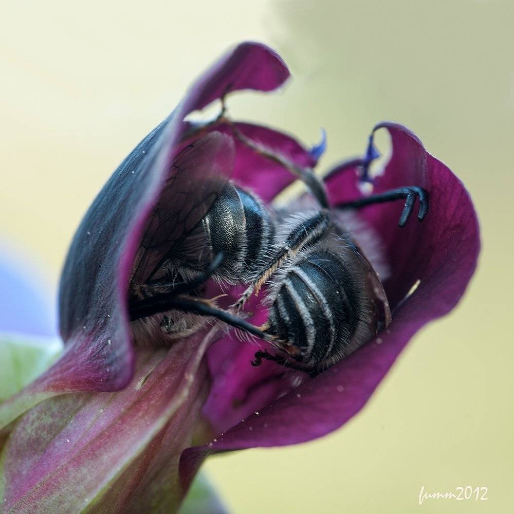 , Игорь ФУММ