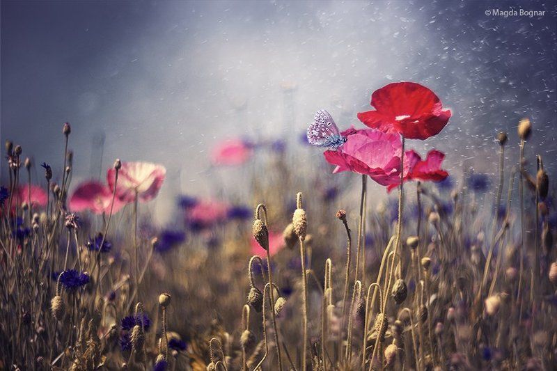 Summer Wonderlandphoto preview