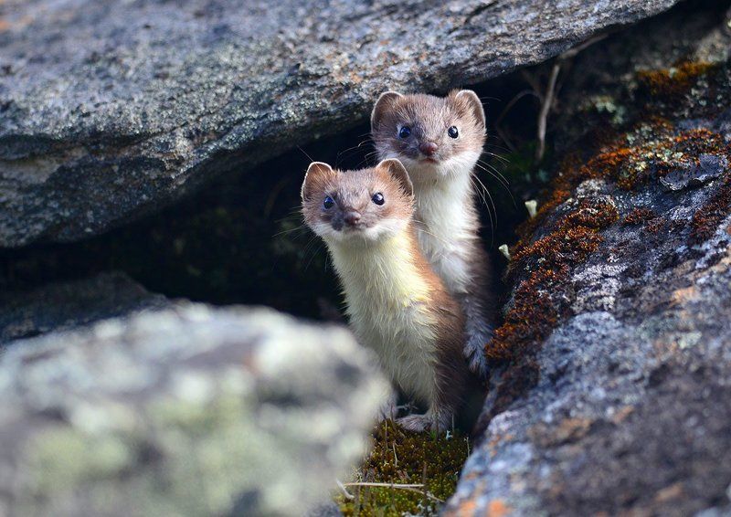 Горностаиphoto preview