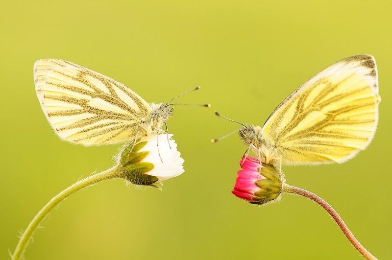 Сладкий приятно жизнь ... фото превью