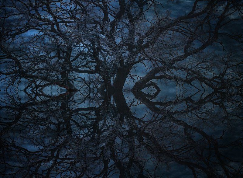 Мудрые древаphoto preview