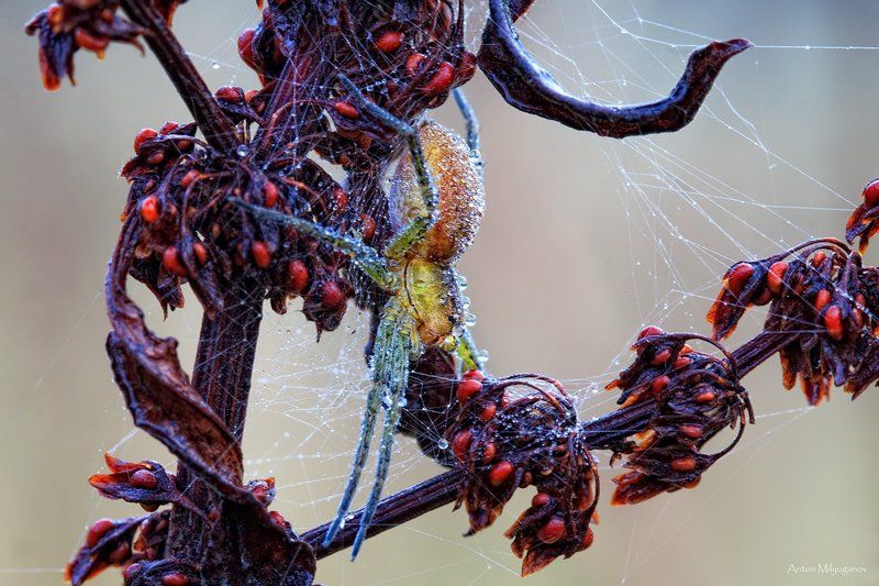 Frozen Deathphoto preview