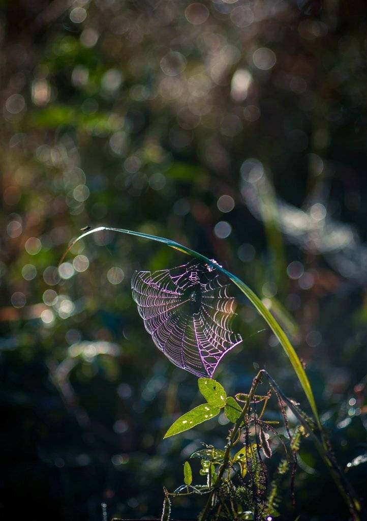 Утреннее кружево.... Автор: Germanic , Germanic