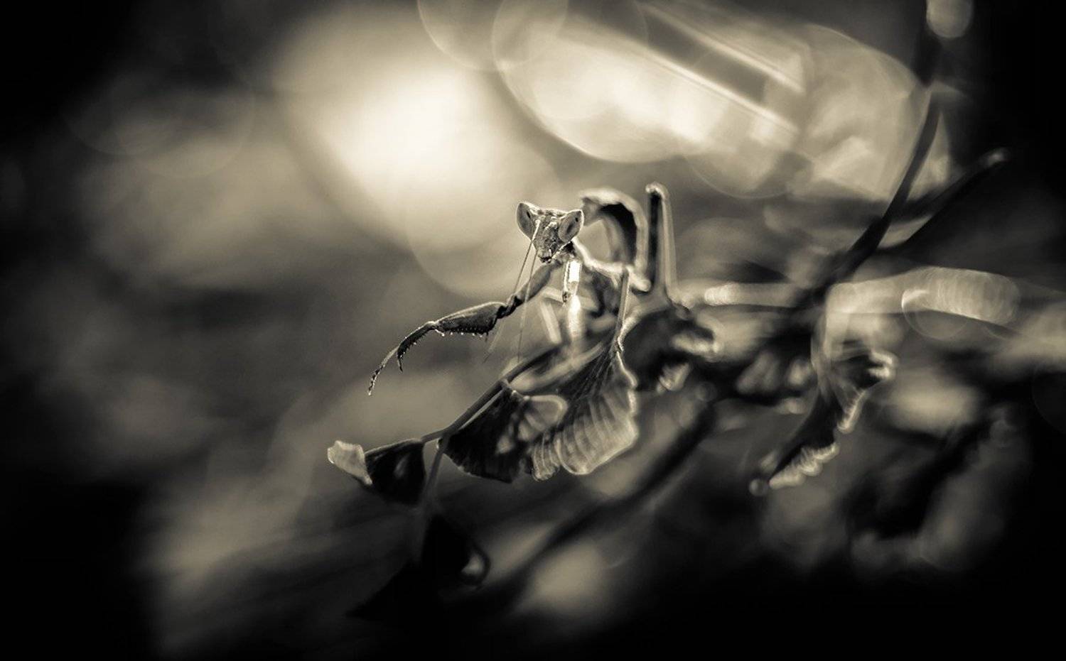 "Да пребудет с тобой Сила".. Автор: iryna , iryna