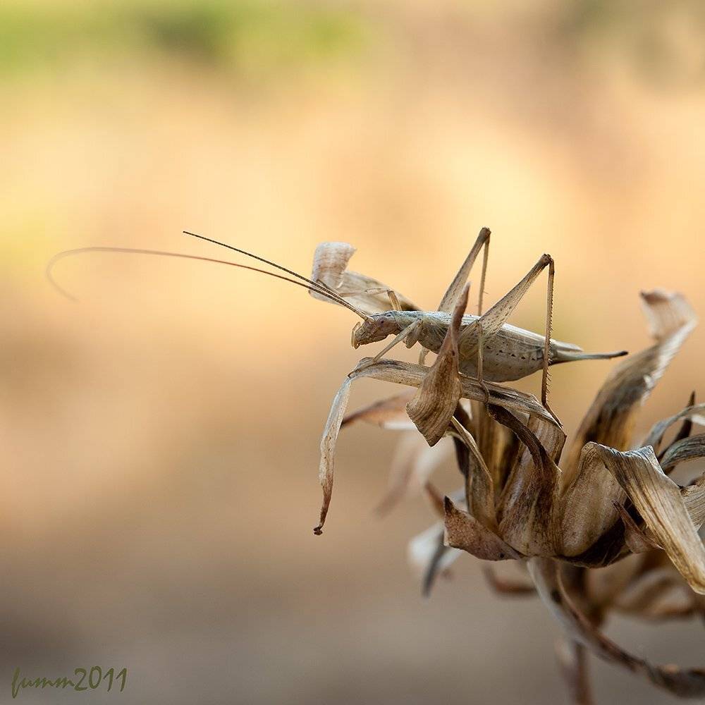 ЗОЛОТОЙ СВЕРЧОК.СВЕРЧОК ТРУБАЧИК.. Автор: Игорь ФУММ , Игорь ФУММ