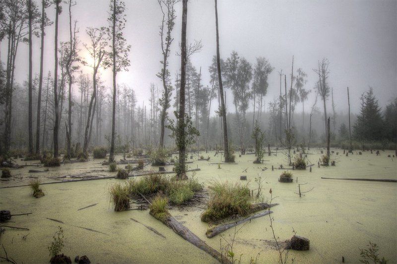 Болото...photo preview