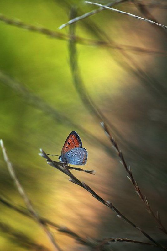 Музыкаphoto preview