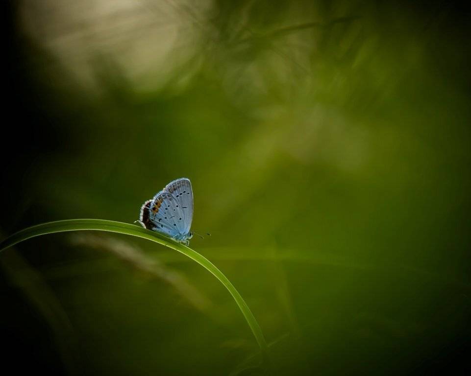 По мостику в осень.... Автор: Germanic , Germanic