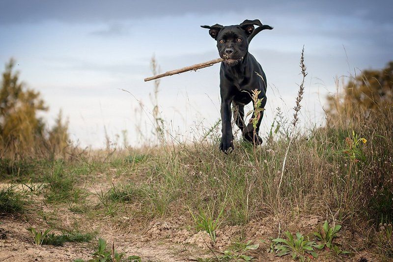 Летитphoto preview