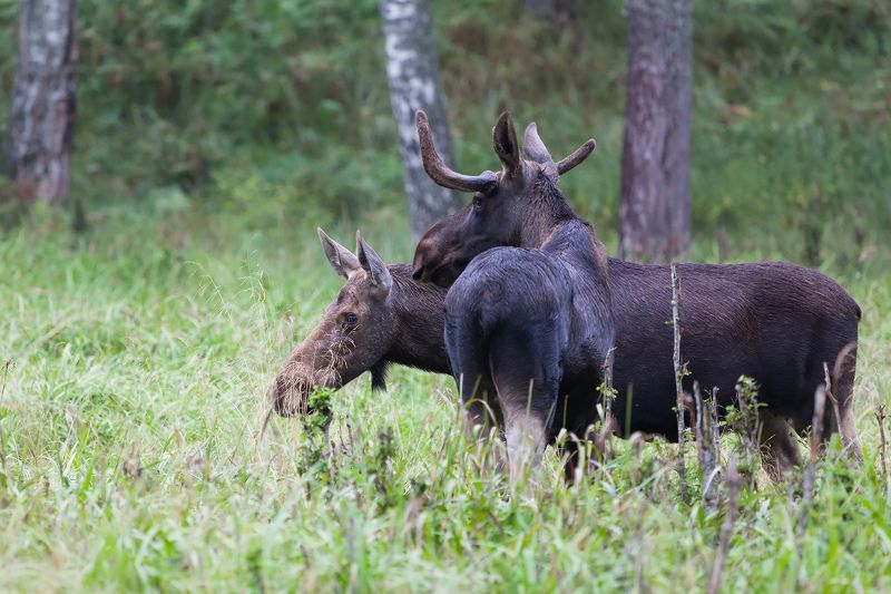 Про лосиную семьюphoto preview