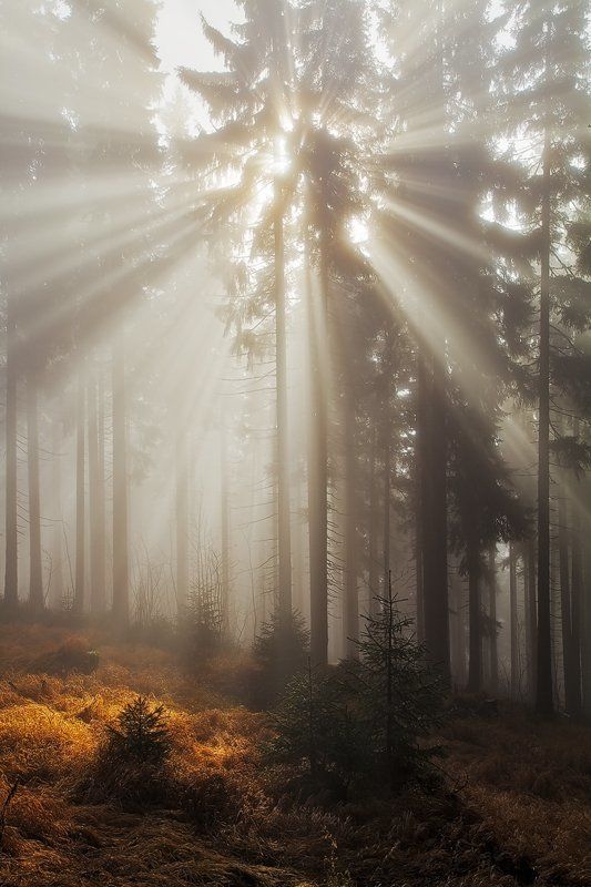 Autumn, Czech republic, Fall, Forest, Light, Mist, Rays, Sun Light Explosionphoto preview