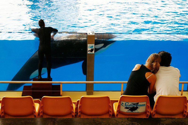 люди, касатка, любовь Любовь у каждого своя...photo preview