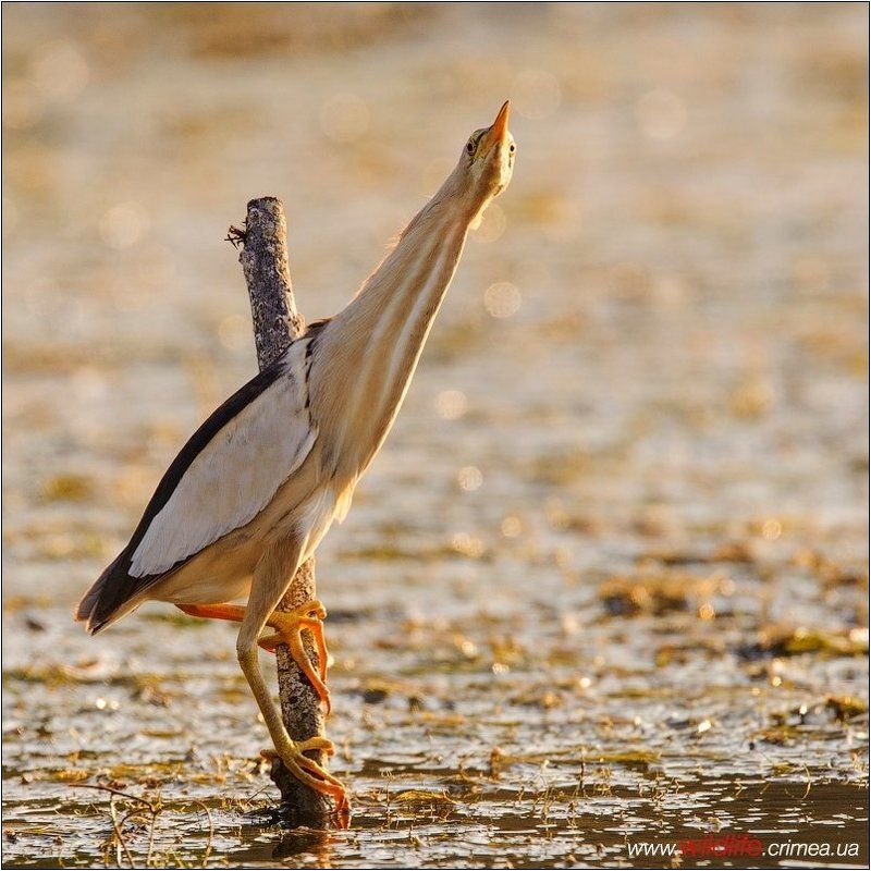 малая, выпь Малая выпьphoto preview