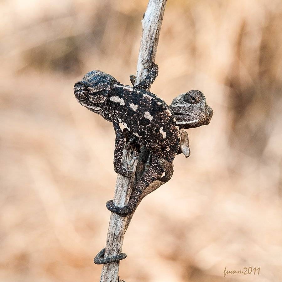 , Игорь ФУММ