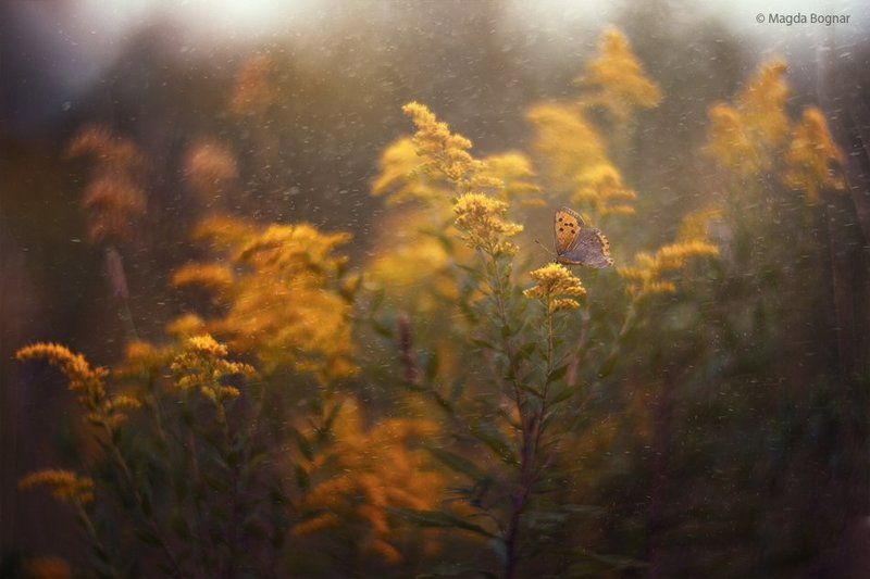 Yellow Heavenphoto preview