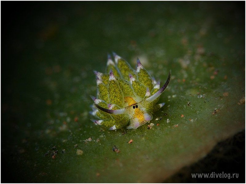 Бали, Голожаберник, Дайвинг, Макро Ну очень маленькая коровка.photo preview