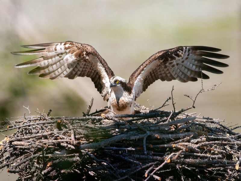 Скопа на гнездеphoto preview