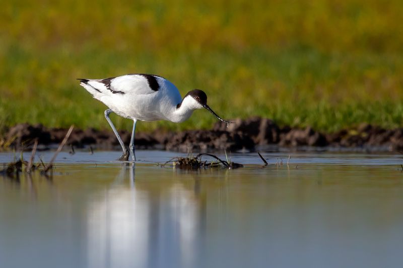 шилоклювка ***photo preview