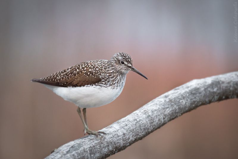 черныш, розовый, весна, кулик, закат, вечер, tringa ochropus В розовом светеphoto preview