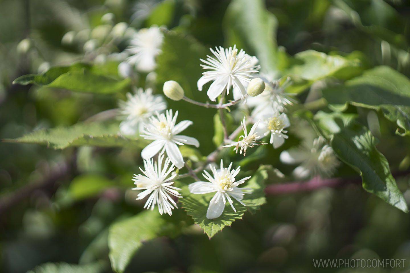 , Елена Ковригина