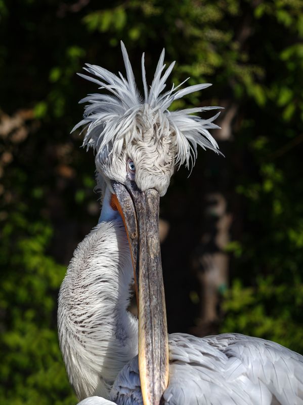 кудрявый пеликан Кудрявый пеликанphoto preview