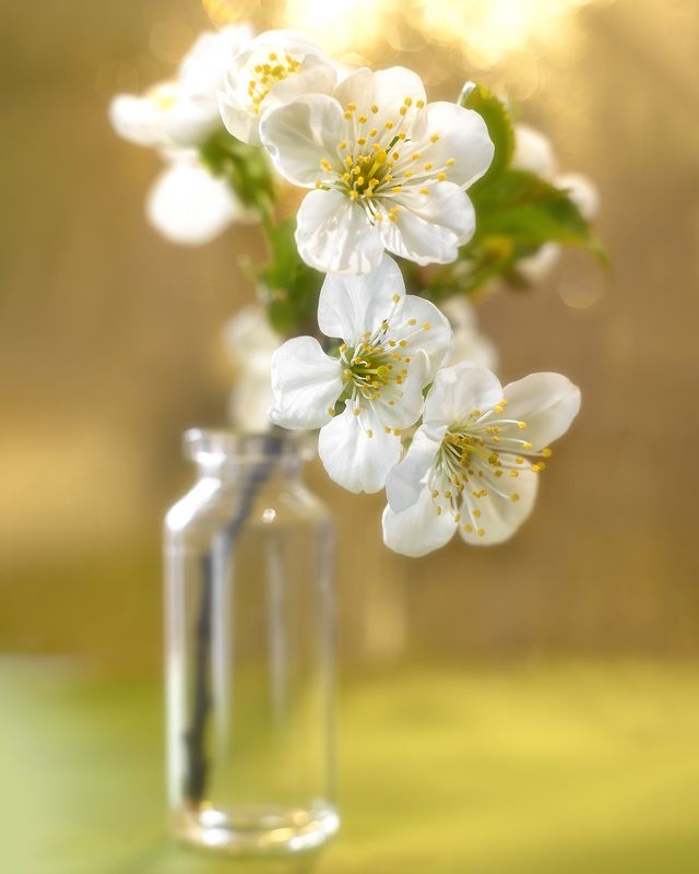 Вишняphoto preview