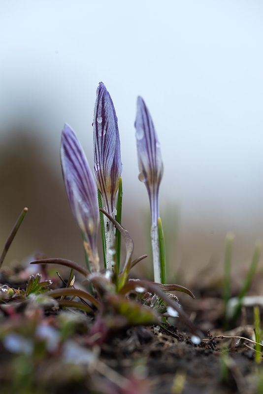 Крокусыphoto preview