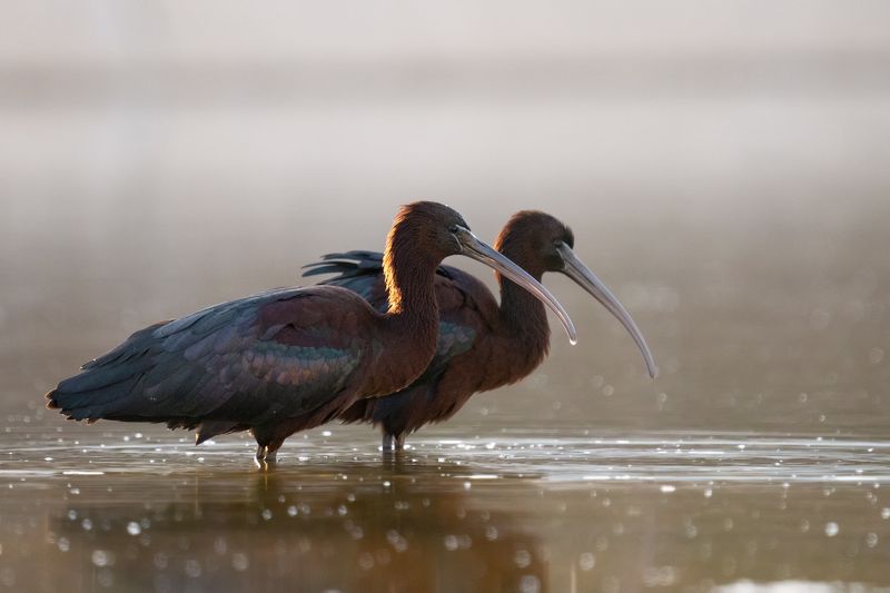 Plegadis falcinellusphoto preview