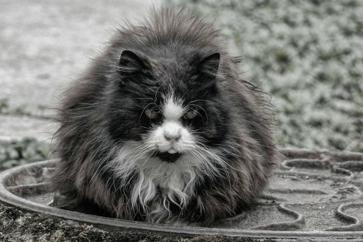 Бродяга.... Автор: Орлов Олег , Орлов Олег