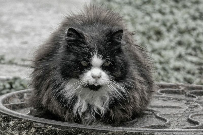 Бродяга...photo preview