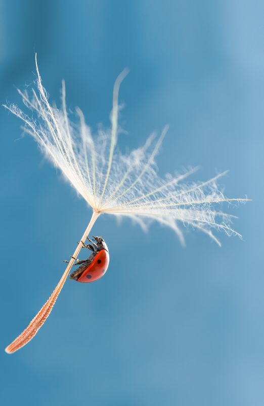 #ladybug #insect #macro #nature #dandelion #macrophotography #wallpaper #background #backdrop Ladybugphoto preview