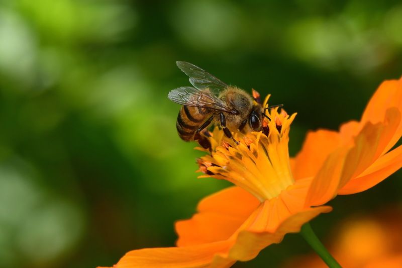 abelha, denis moura, mogi das cruzes, brasil, bee Abelhaphoto preview