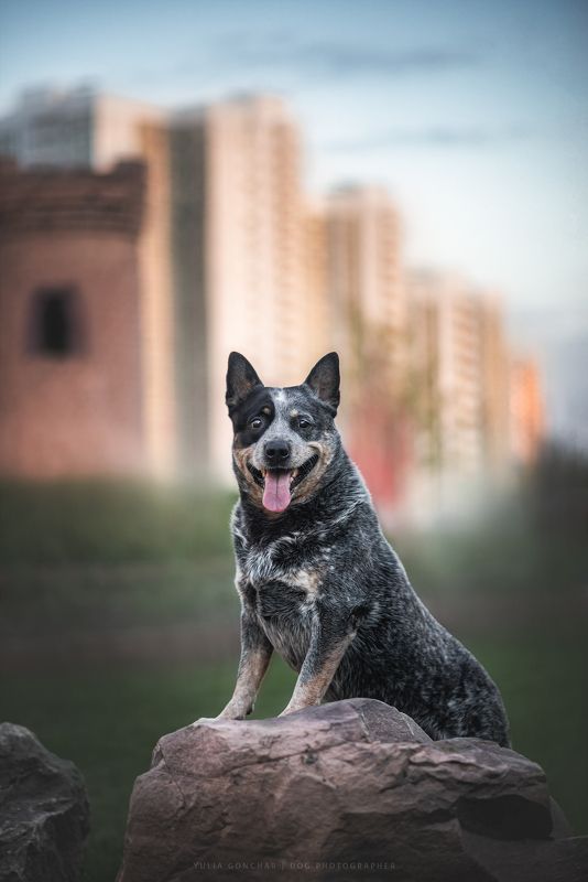 Австралийский хилерphoto preview