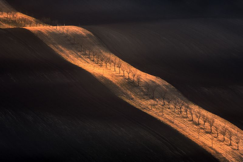 Gold ribbonphoto preview