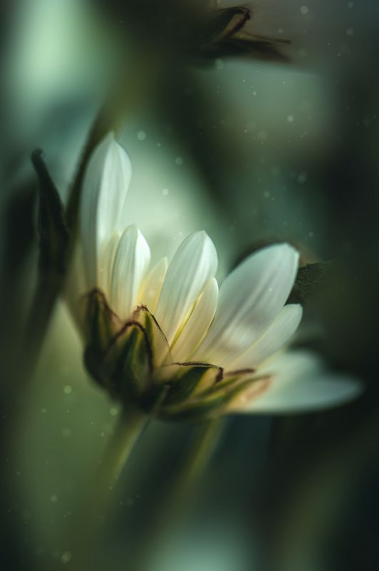 цветы, макро, весна, растение Первые цветыphoto preview