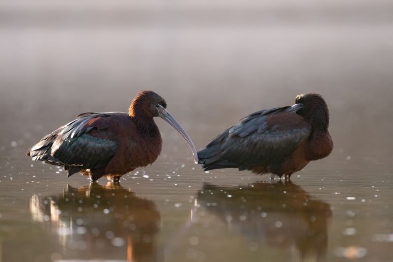 Plegadis falcinellusphoto preview