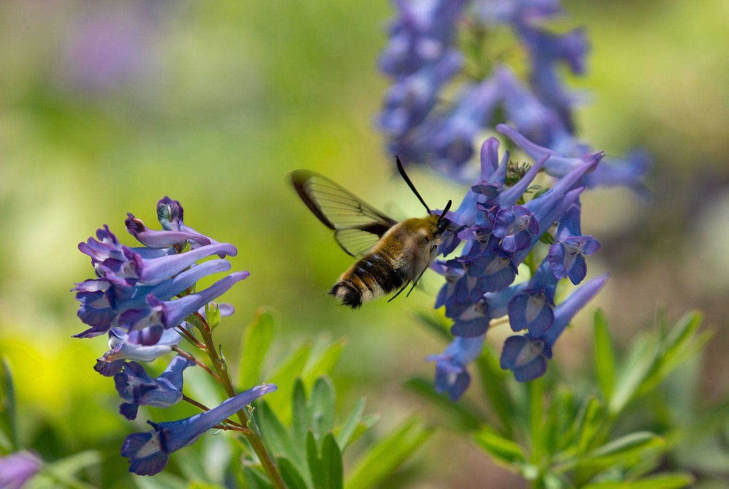 Наше колибри. Автор: Евгений Слободской бабочка шмелевидка остров русский май, Евгений Слободской
